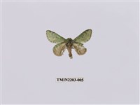 藏品(綠蟻舟蛾)的圖片